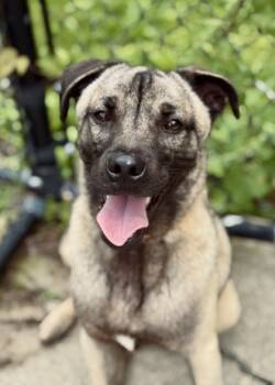 Rescue Norwegian Elkhound and Mixed Breed Dogs for Adoption in Morristown, New Jersey - Rowdy | PetCurious