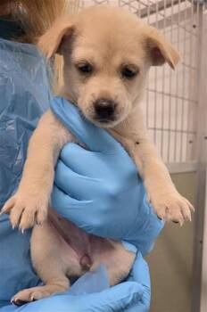 PROSCIUTTO -  Husky Dog for Adoption in San Antonio, Texas - PROSCIUTTO | PetCurious