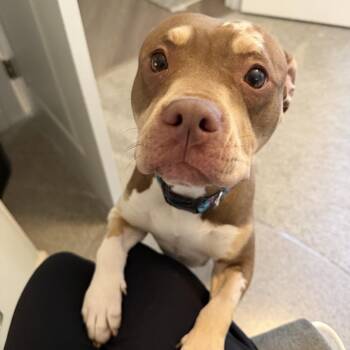 Hazel -  Pit Bull Terrier and Mixed Breed Dog for Adoption in Northville, Michigan - Hazel | PetCurious