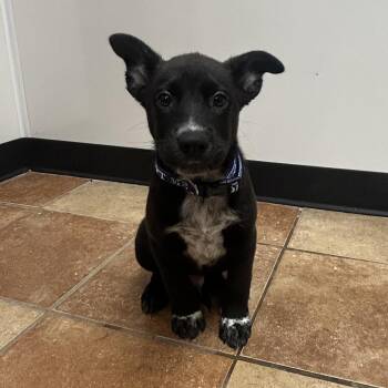 FWT Richard -  Shepherd and Cattle Dog Dog for Adoption in Midland, Texas - FWT Richard | PetCurious