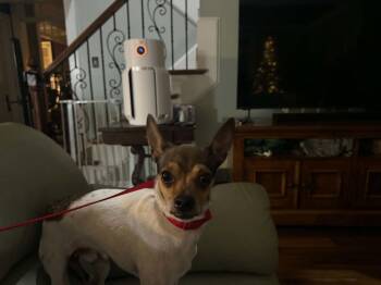 Tiny -  Chihuahua Dog for Adoption in Holly Springs, North Carolina - Tiny | PetCurious