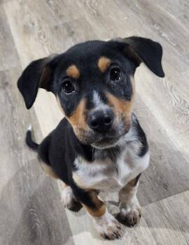 Cattle Dog and Labrador Retriever Dogs Available for Adoption - Bruno | PetCurious