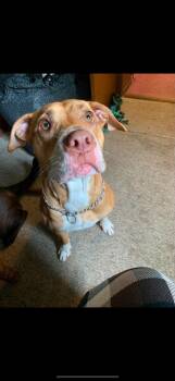 Harley -  Pit Bull Terrier Dog for Adoption in Alliance, Ohio - Harley | PetCurious
