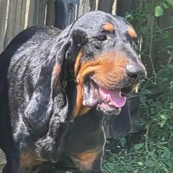 Mario (GA) -  Black And Tan Coonhound Dog for Adoption - Mario (GA) | PetCurious