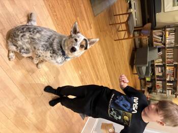 Australian Cattle Dog Blue Heeler Dogs Available for Adoption in Chicago, Illinois - Henry GUPPY! | PetCurious