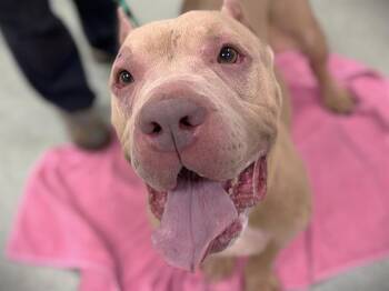 DELI -  Cane Corso and Mixed Breed Dog for Adoption in Tallahassee, Florida - DELI | PetCurious