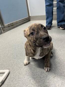 Cleo -  Hound Dog for Adoption in Bloomington, Indiana - Cleo | PetCurious