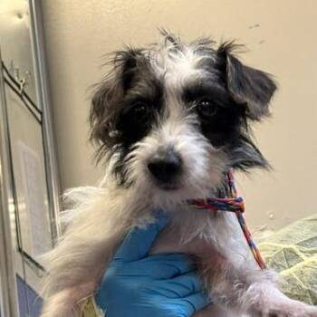 Ruffles -  Mixed Breed Dog for Adoption in Murray, Utah - Ruffles | PetCurious