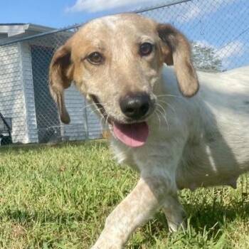Bun -  Dachshund and Cattle Dog Dog for Adoption in Erie, Pennsylvania - Bun | PetCurious