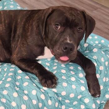 Saint -  Pit Bull Terrier Dog for Adoption in Evansville, Indiana - Saint | PetCurious
