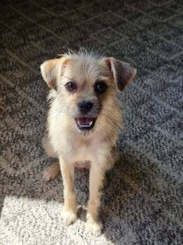 Anina -  Maltese and Pug Dog for Adoption in West Peoria, Illinois - Anina | PetCurious