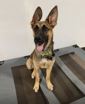 BB - SPONSORED ADOPTION FEE -  German Shepherd Dog Dog for Adoption in Pembroke, Massachusetts - BB - SPONSORED ADOPTION FEE | PetCurious