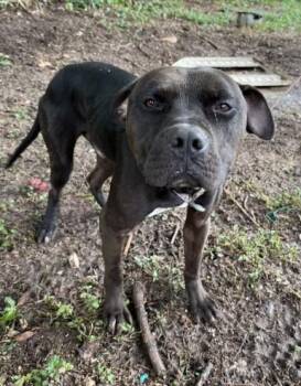 CAMP -  Pit Bull Terrier Dog for Adoption in Killeen, Texas - CAMP | PetCurious