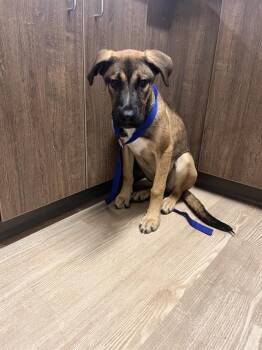 Rescue German Shepherd Dog Dogs for Adoption in Pearland, Texas - COCONUT | PetCurious
