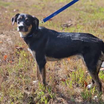 Arlo -  Shepherd Dog for Adoption in Fort Payne, Alabama - Arlo | PetCurious