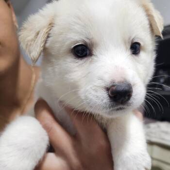 Cattle Dog Dogs Available for Adoption in Reno, Nevada - Betsy | PetCurious
