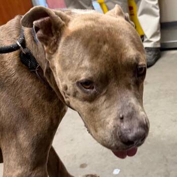 Ronald -  Cane Corso and Mixed Breed Dog for Adoption in Yuma, Arizona - Ronald | PetCurious