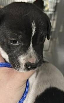 Pit Bull Terrier and Mixed Breed Dogs Available for Adoption - A651393 | PetCurious