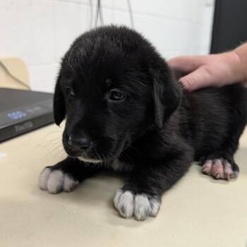 Amelia -  Great Pyrenees and Black Labrador Retriever Dog for Adoption in Ardmore, Oklahoma - Amelia | PetCurious