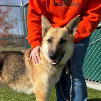 Rescue German Shepherd Dog Dogs for Adoption in Nashville, Indiana - Arlow | PetCurious