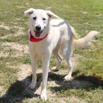 Rescue Whippet and Great Pyrenees Dogs for Adoption in Austin, Texas - Dandi JuM | PetCurious