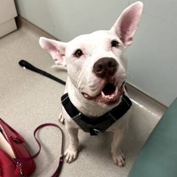 Rescue Mixed Breed Dogs for Adoption in Durham, North Carolina - Princess Zelda | PetCurious