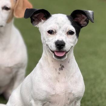 Crystal -  Mixed Breed Dog for Adoption in Hondo, Texas - Crystal | PetCurious