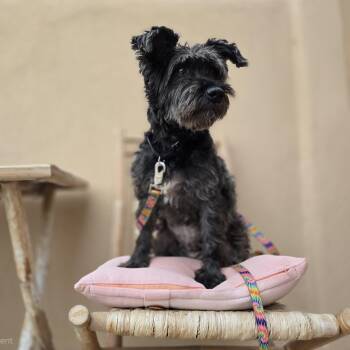 Betty Boop -  Schnauzer and Poodle Dog for Adoption in Boerne, Texas - Betty Boop | PetCurious