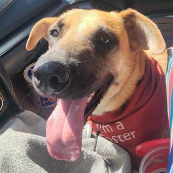 PROTRACTOR -  Mastiff Dog for Adoption in San Antonio, Texas - PROTRACTOR | PetCurious