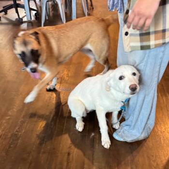 Mixed Breed Dogs Available for Adoption in Chicago, Illinois - Magnolia | PetCurious