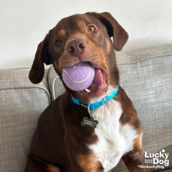 Labrador Retriever and Shepherd Dogs Available for Adoption in Washington, District Of Columbia - Jack | PetCurious