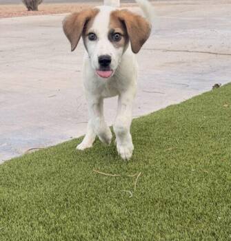 Pumba -  Labrador Retriever and Mixed Breed Dog for Adoption in Henderson, Nevada - Pumba | PetCurious