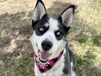 Siberian Husky and Mixed Breed Dogs Available for Adoption - CARMEL | PetCurious