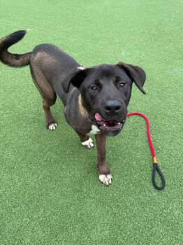 Roscoe -  Anatolian Shepherd Dog for Adoption in Cleveland, Ohio - Roscoe | PetCurious
