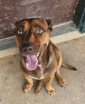Hazel -  Mixed Breed Dog for Adoption in Paramus, New Jersey - Hazel | PetCurious