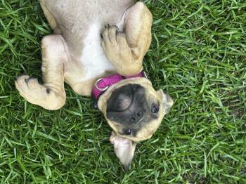 Pippa ( in foster ) -  Mixed Breed Dog Available for Adoption in Myrtle Beach, South Carolina - Pippa ( In Foster ) | PetCurious