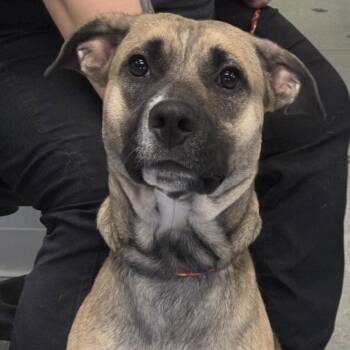 Mixed Breed Dogs Available for Adoption in Watertown, New York - Payton | PetCurious