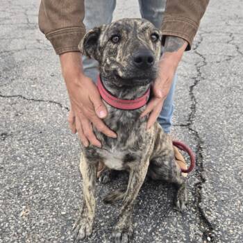 Rescue Cattle Dog and Pit Bull Terrier Dogs for Adoption in St. George, Utah - Hazel | PetCurious