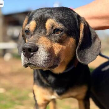 Beagle and Puggle Dogs Available for Adoption in Washington, Pennsylvania - Mitchell  | PetCurious