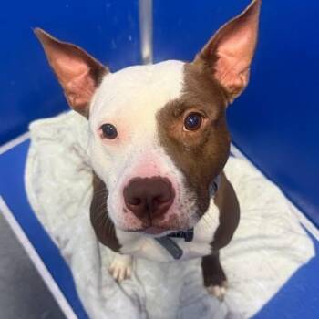 26-00987 JODY -  Pit Bull Terrier Dog for Adoption in Fredericksburg, Virginia - 26-00987 JODY | PetCurious