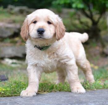 Golden Retriever Dogs Available for Adoption in Memphis, Tennessee - Luke | PetCurious