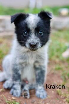 Kraken -  Australian Cattle Dog Blue Heeler Dog for Adoption in Duluth, Minnesota - Kraken | PetCurious