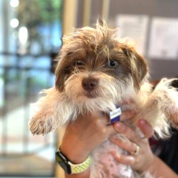 Mixed Breed Dogs Available for Adoption in San Francisco, California - Veronica | PetCurious