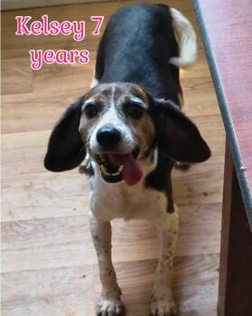 Kelsey- Beagle girl looking for forever home -  Beagle Dog for Adoption in Conway, South Carolina - Kelsey- Beagle Girl Looking For Forever Home | PetCurious