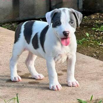 Yeehaw Yolanda -  Pit Bull Terrier and Mixed Breed Dog for Adoption in Olathe, Kansas - Yeehaw Yolanda | PetCurious