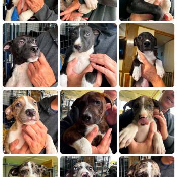 707 (2026) Rogue -  Pit Bull Terrier and Mixed Breed Dog for Adoption in Parker, Colorado - 707 (2026) Rogue | PetCurious