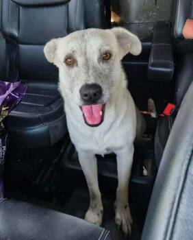 Mina -  Shepherd and Labrador Retriever Dog for Adoption in Silsbee, Texas - Mina | PetCurious