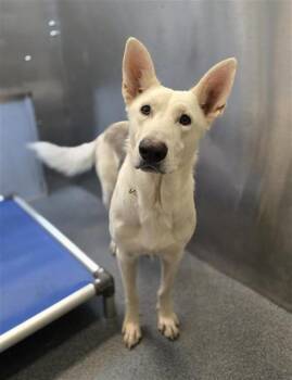 MARSHALL -  Mixed Breed Dog for Adoption in Dallas, Texas - MARSHALL | PetCurious