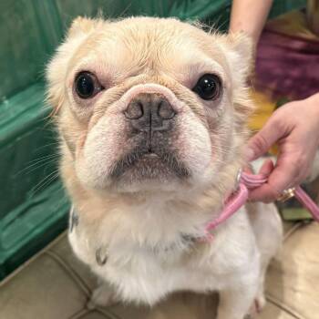 Frederick -  French Bulldog Dog for Adoption in San Francisco, California - Frederick | PetCurious