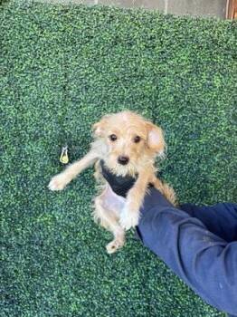 61765102 -  Rat Terrier and Mixed Breed Dog for Adoption in El Paso, Texas - 61765102 | PetCurious